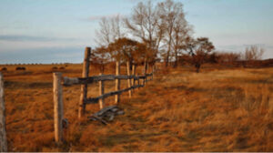 neglected fences