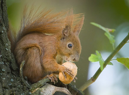 Squirrel away funds